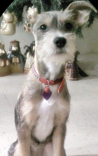 mi perrita es maravillosa, es una mezcla de schnauzer con chiguagua y es una perrita muy especial ya q nacio sin una orejita... 